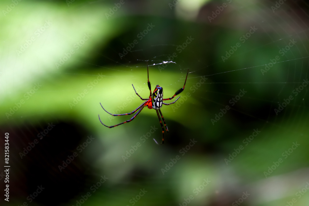 Detailed view of an Argiope versicolor spider in its web. Vibrant colors and patterns are visible against a natural green background. Wulai, Taiwan. Detailed view of an Argiope versicolor spider in its web. Vibrant colors and patterns are visible against a natural green background. Wulai, Taiwan.