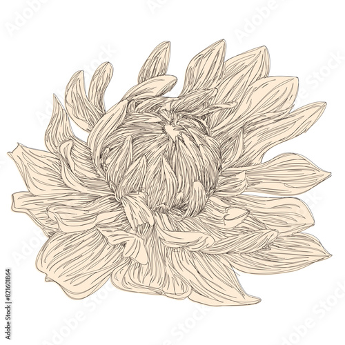 Engraving chrysanthemum