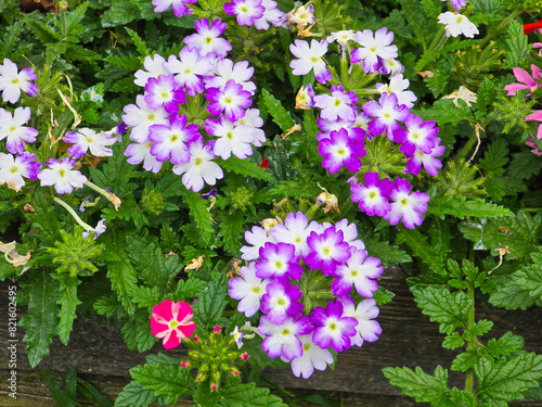 Purple Verbena Hybrida, Garden Hybrida, Verbena hortensis Hort. Verbenacea, Verbena. photo