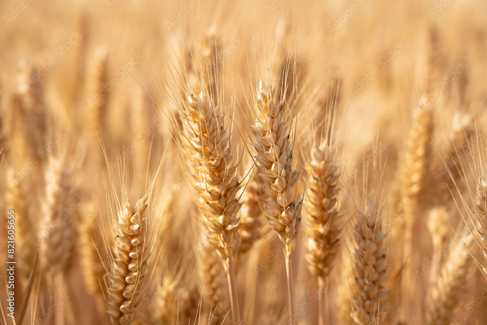 golden wheat field. Ears of golden wheat close up. golden wheat field. Ears of golden wheat close up.
