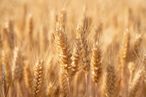 golden wheat field. Ears of golden wheat close up. © zhikun sun
