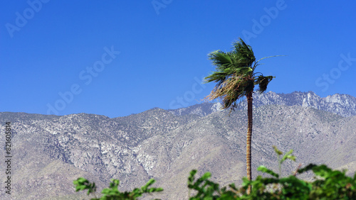 Palm tree shown during a windy morning against the San Jacinto Mountains in Palm Springs, California.