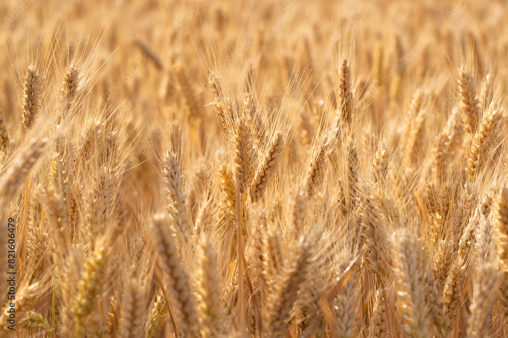 Fototapeta premium golden wheat field. Ears of golden wheat close up.