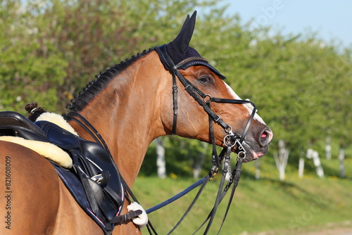 Dressage saddle horse portrait in outdoor