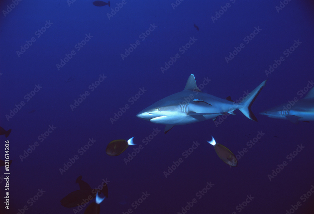 Fototapeta premium サメ（グレイリーフシャーク）A