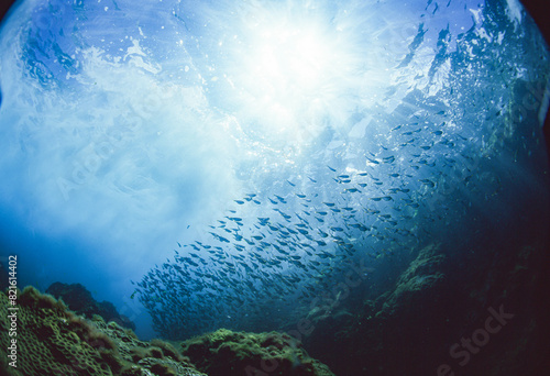 ハタンポの群