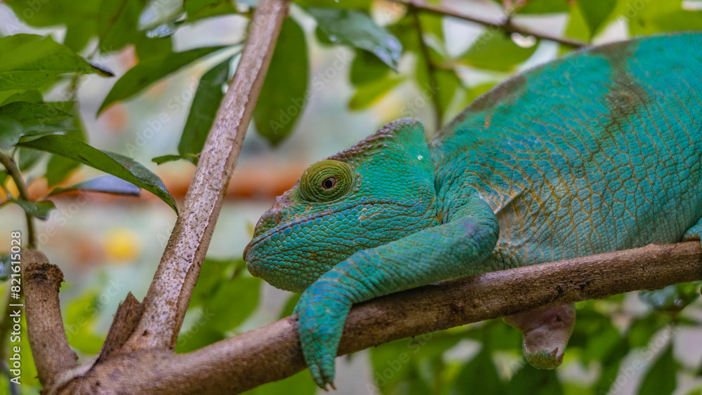 A bright green chameleon Calumma globifer lurked on a tree branch. Patterns on the skin, paws, and eyes are visible. Close-up. Madagascar. Kennel reptiles Periyar A bright green chameleon Calumma globifer lurked on a tree branch. Patterns on the skin, paws, and eyes are visible. Close-up. Madagascar. Kennel reptiles Periyar