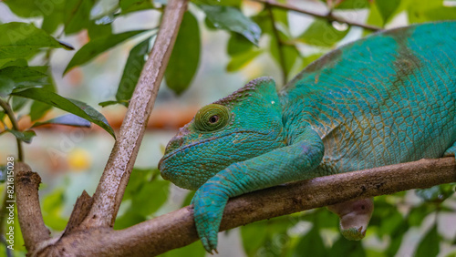 A bright green chameleon Calumma globifer lurked on a tree branch. Patterns on the skin  paws  and eyes are visible. Close-up. Madagascar. Kennel reptiles Periyar