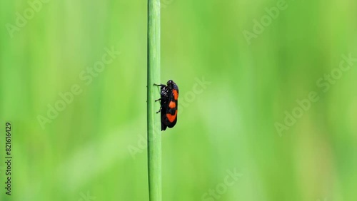 Two black and red froghopper, cercopis vulnerata walking and mating on grass stem. Czech nature photo