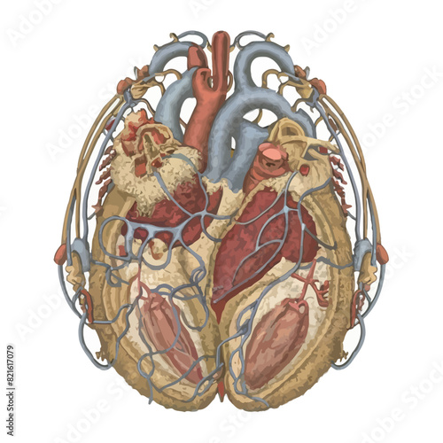  vector icons illustrating for human body anatomy part with muscular and skeleton like hart and brain 
