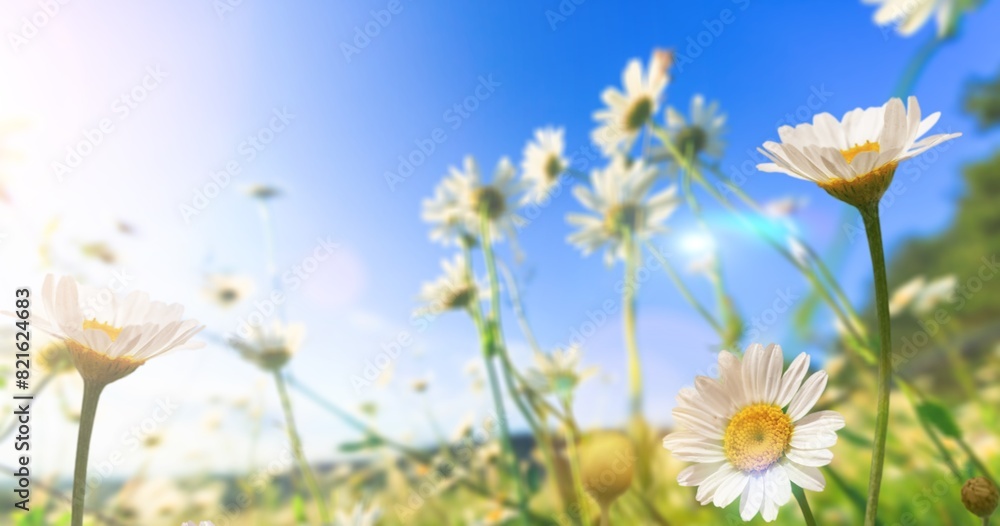 Chamomile fresh wild flower at meadow Chamomile fresh wild flower at meadow