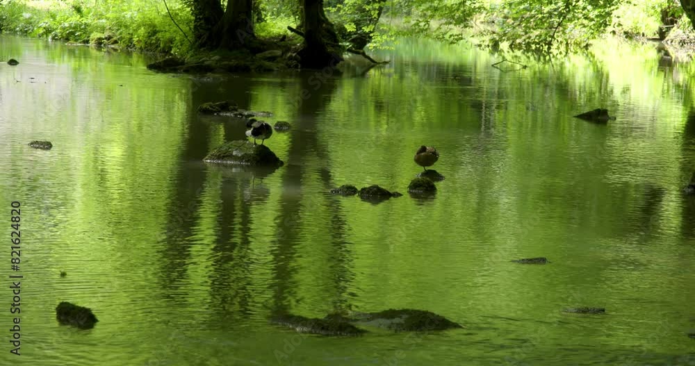 Two ducklings are resting on a calm green river in a shadowy light. Two ducklings are resting on a calm green river in a shadowy light.