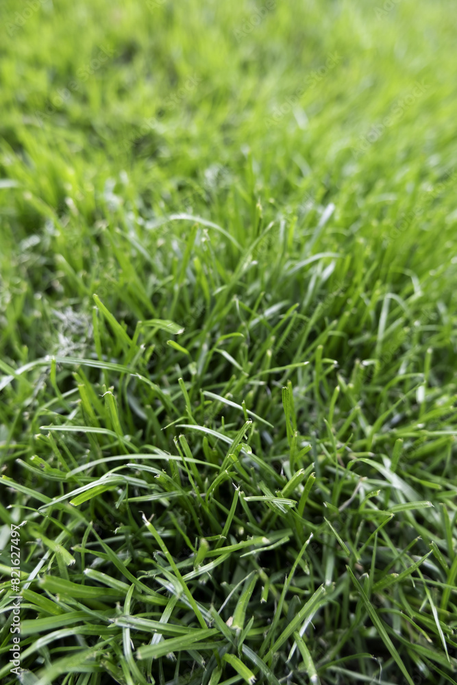Green hedge background Green hedge background
