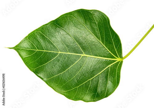 Bodhi leaf on white background, Branch of green Bodhi leaf isolate on a white with clipping path.
