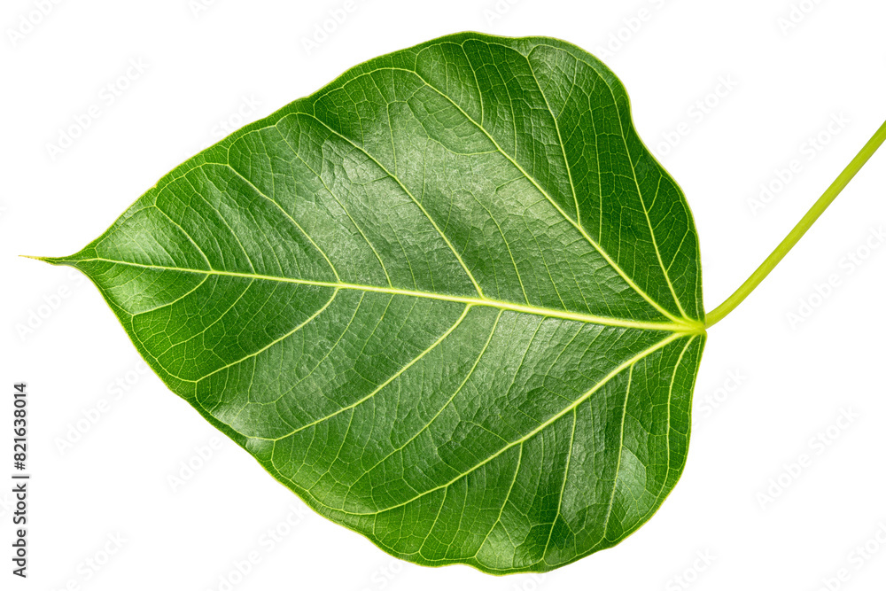 Bodhi leaf on white background, Branch of green Bodhi leaf isolate on a white PNG File Bodhi leaf on white background, Branch of green Bodhi leaf isolate on a white PNG File