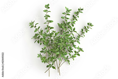 Aromatic green thyme isolated on white background. Fresh herbs .