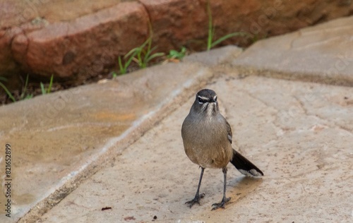 Karoo scrub robin hunting for small insects on the veranda of a private home photo