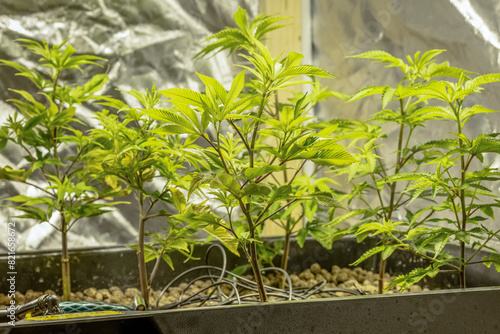 Medical Cannabis Sativa plants growing indoors Lab system legal light drugs medication medicine concept selective focus