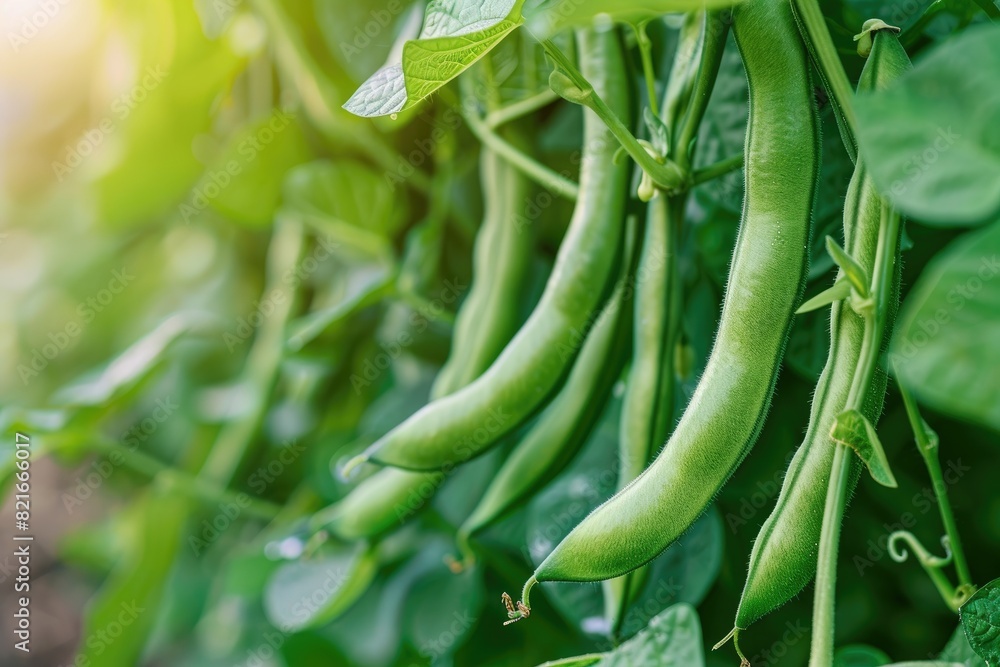 Lush green bean plants with mature pods ready for harvest against. Lush green bean plants with mature pods ready for harvest against.
