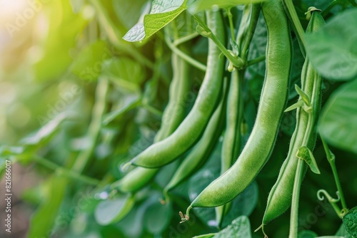 Lush green bean plants with mature pods ready for harvest against.