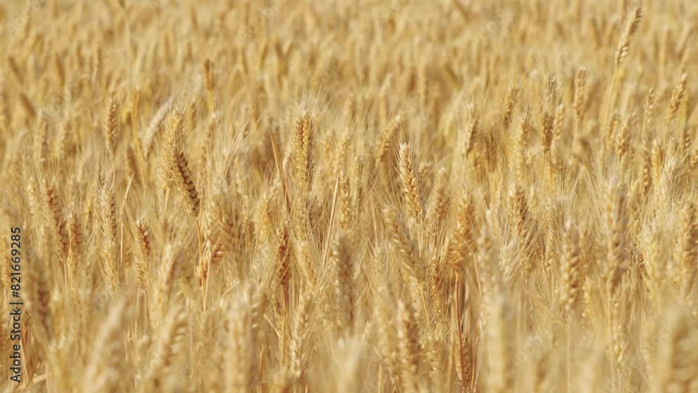 golden wheat field. Ears of golden wheat close up. golden wheat field. Ears of golden wheat close up.