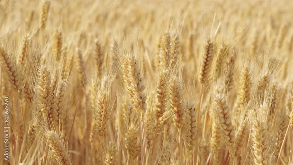 golden wheat field. Ears of golden wheat close up. golden wheat field. Ears of golden wheat close up.