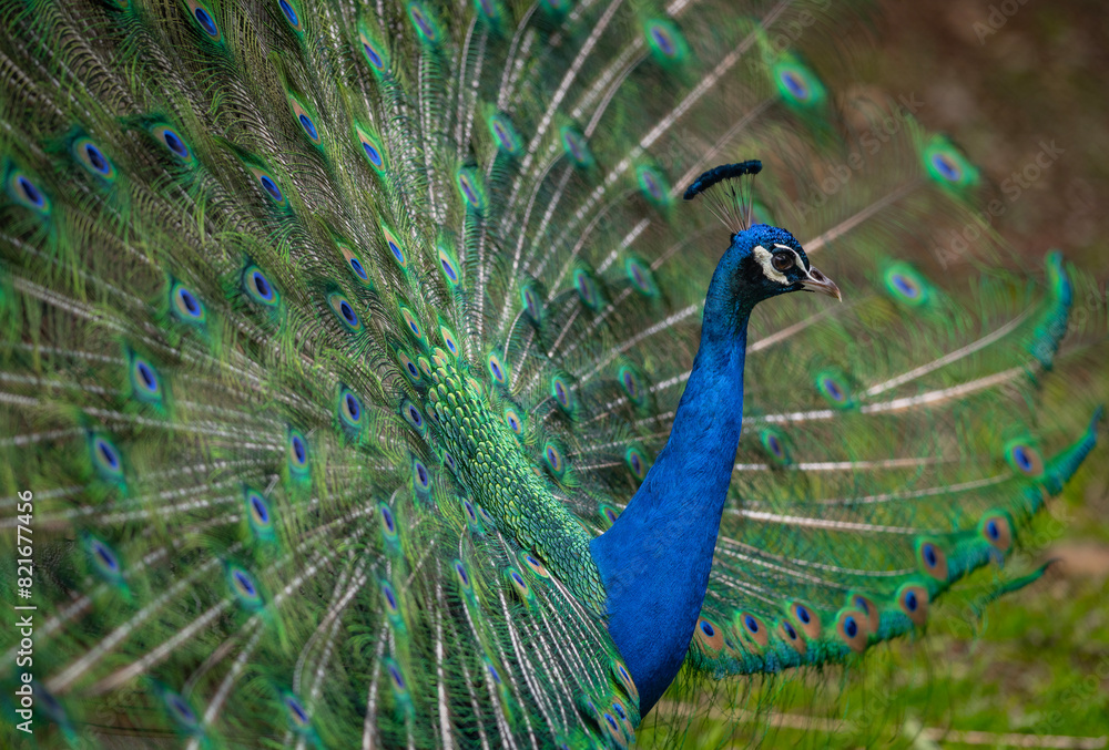 Naklejka premium peacock with feathers