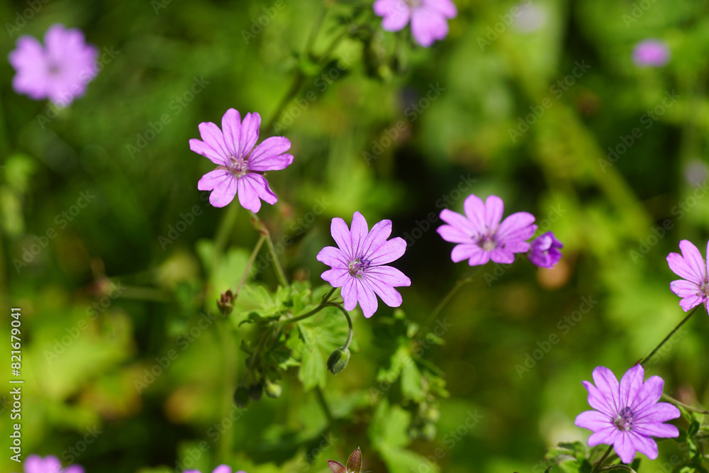 Close up pink flowering hedgerow cranesbill, mountain cranesbill (Geranium pyrenaicum), family Geraniaceae. Spring, May, Dutch garden Close up pink flowering hedgerow cranesbill, mountain cranesbill (Geranium pyrenaicum), family Geraniaceae. Spring, May, Dutch garden