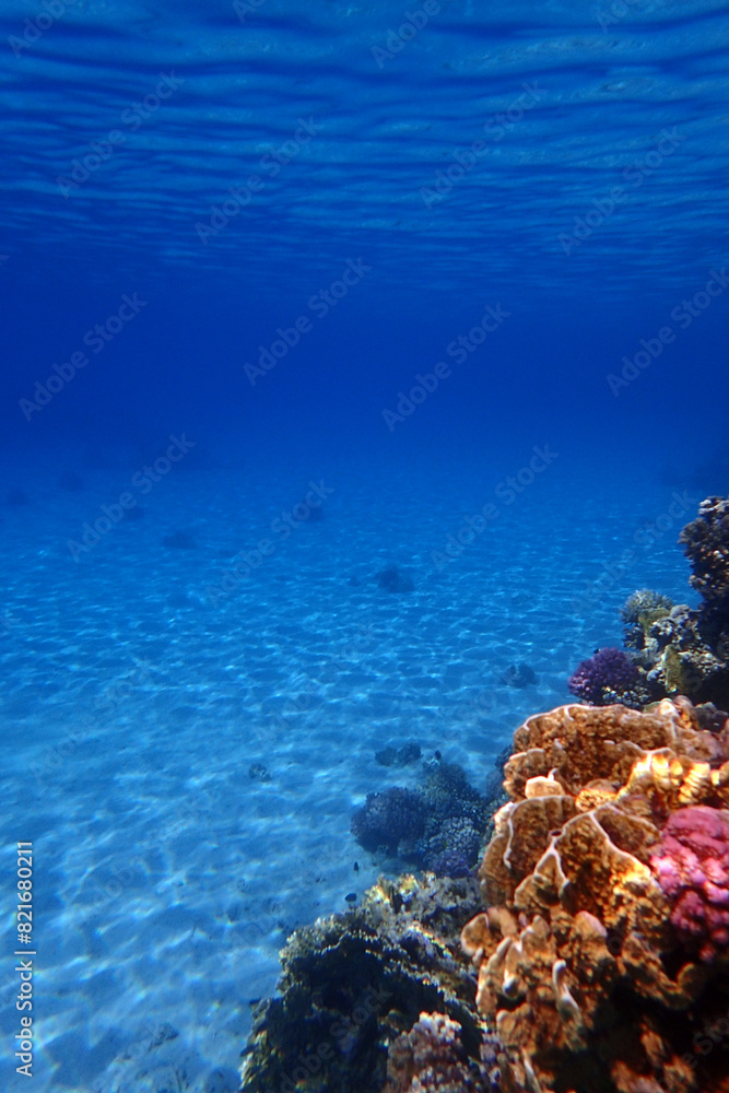 Fototapeta premium nice coral reef in the Egypt, Safaga
