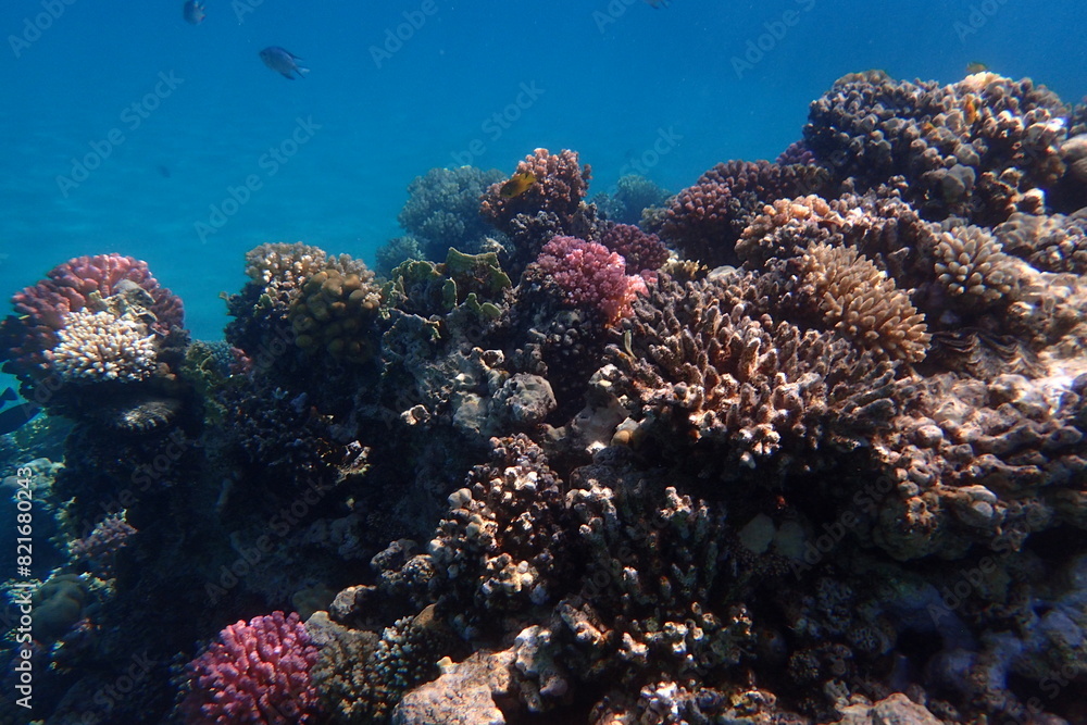 Fototapeta premium nice coral reef in the Egypt, Safaga