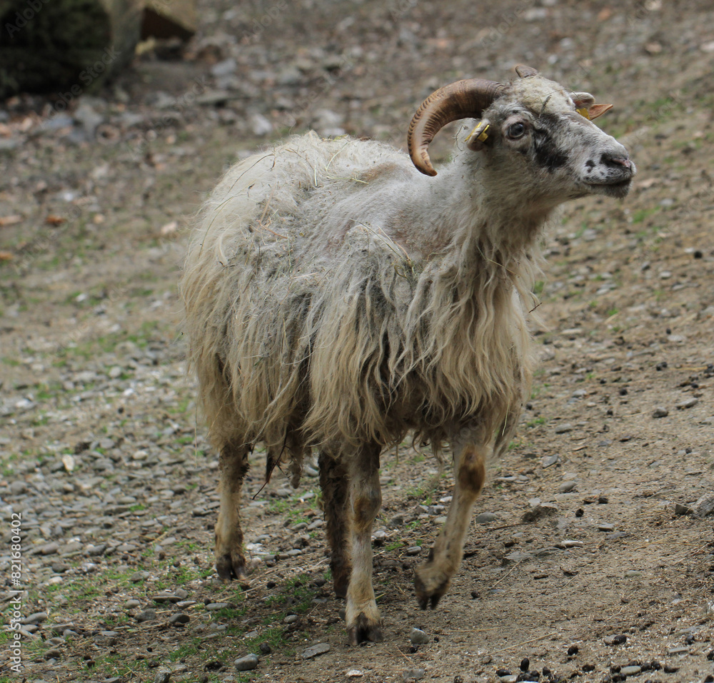 Obraz premium small sheep head