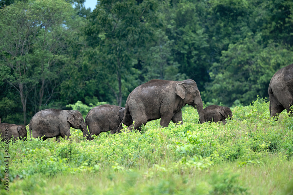 Fototapeta premium Herd of wild Asian elephants in beautiful nature.