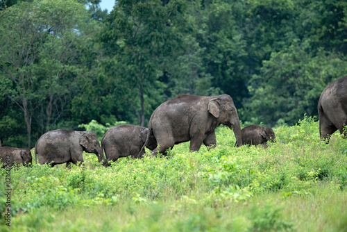 Herd of wild Asian elephants in beautiful nature.