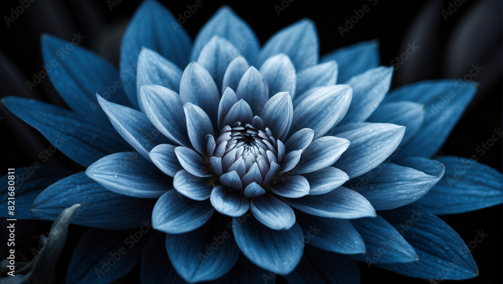 Blue flora on black background. flower blooming in nature. decorative isolated beautiful plant wallpaper. Blue flora on black background. flower blooming in nature. decorative isolated beautiful plant wallpaper.