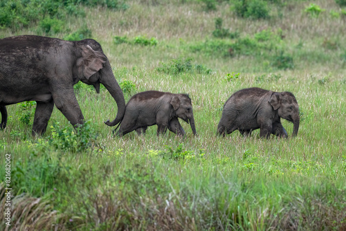 Herd of wild Asian elephants in beautiful nature.