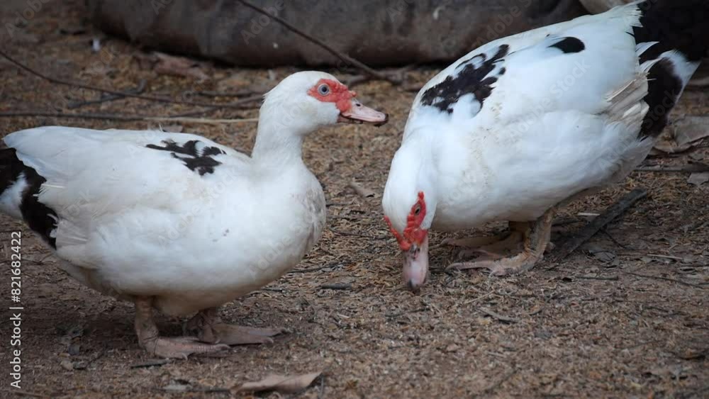 Group of ducks in the farm, Ducks outside the farm, duck on a field of grass, organic poultry farm, duck on a farm Group of ducks in the farm, Ducks outside the farm, duck on a field of grass, organic poultry farm, duck on a farm