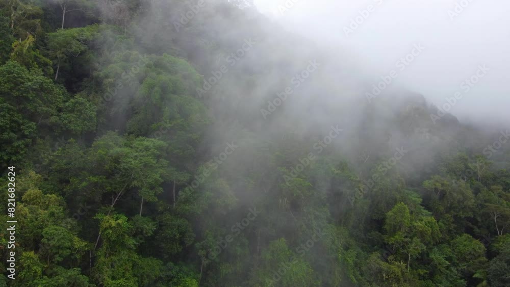 Misty cloud forest in Santa Marta, Colombia with lush greenery and serene atmosphere Misty cloud forest in Santa Marta, Colombia with lush greenery and serene atmosphere