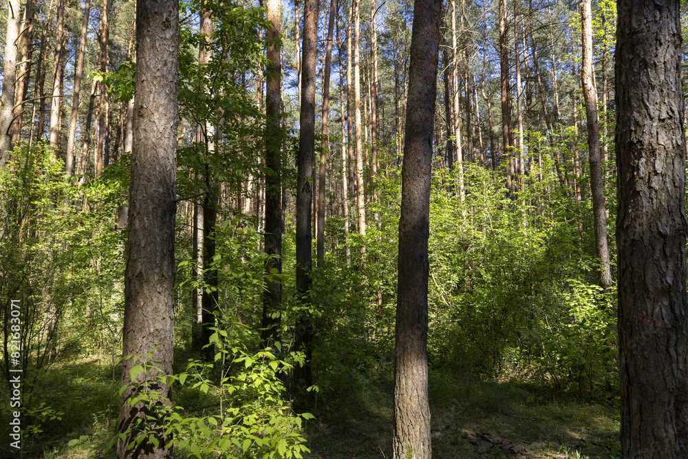 pine forest with tall trees against a blue sky background pine forest with tall trees against a blue sky background