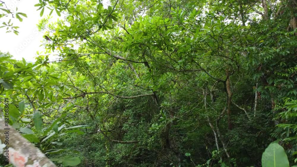 Lush green jungle environment, aerial drone flying extremely close Lush green jungle environment, aerial drone flying extremely close
