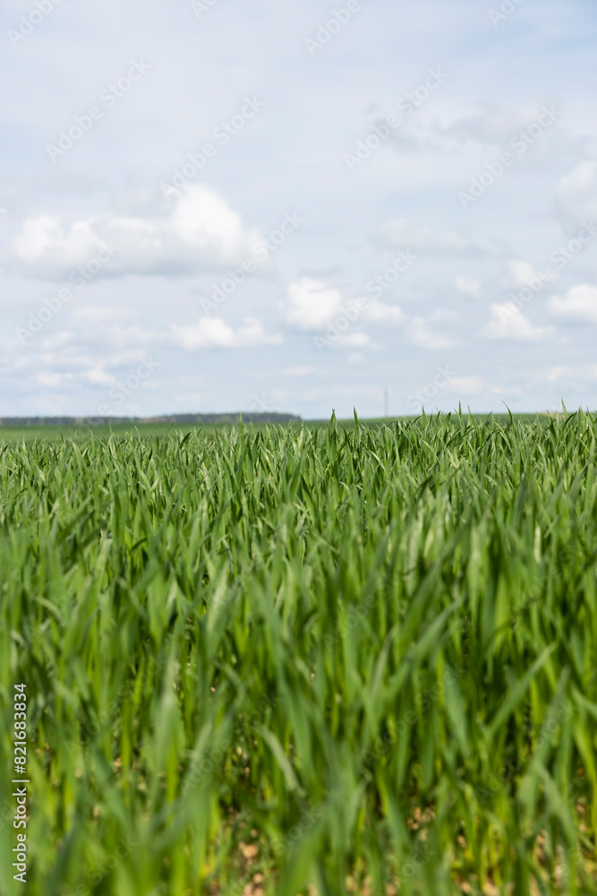 green wheat grass in the spring in the field green wheat grass in the spring in the field