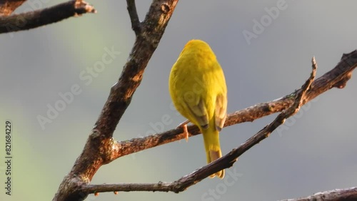 Yellow Saffron Finch perched on a branch in Colombia's Los Nevados Park, warm light photo