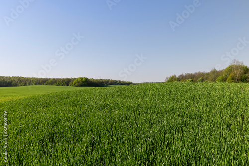 a green wheat field in the spring season