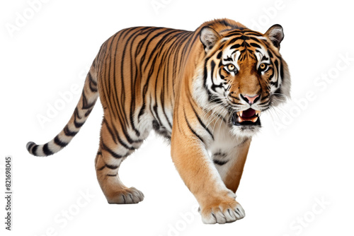 Ferocious Tiger Roaring in the Jungle Isolated on Transparent Background