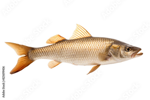 Majestic Koi Fish in Pond Isolated on Transparent Background