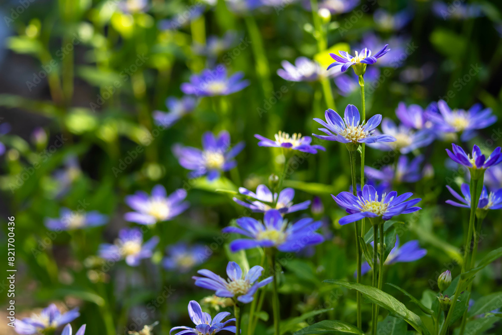 満開のミヤコワスレ