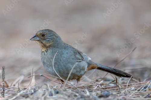 California Towhee photo