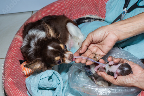 Chihuahua gives birth Help give birth to a dog