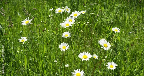 White daisies or oxeye daisy flowers (Leucanthemum vulgare) in a green meadow among other grasses 

