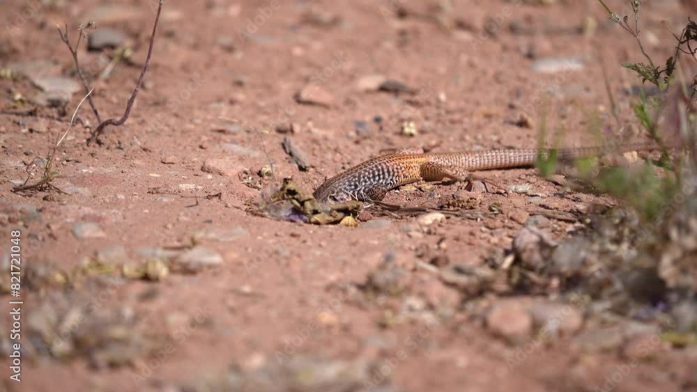 Western Whiptail lizard looking in hole then pushing dirts in it as it hunts for bugs to eat. Western Whiptail lizard looking in hole then pushing dirts in it as it hunts for bugs to eat.