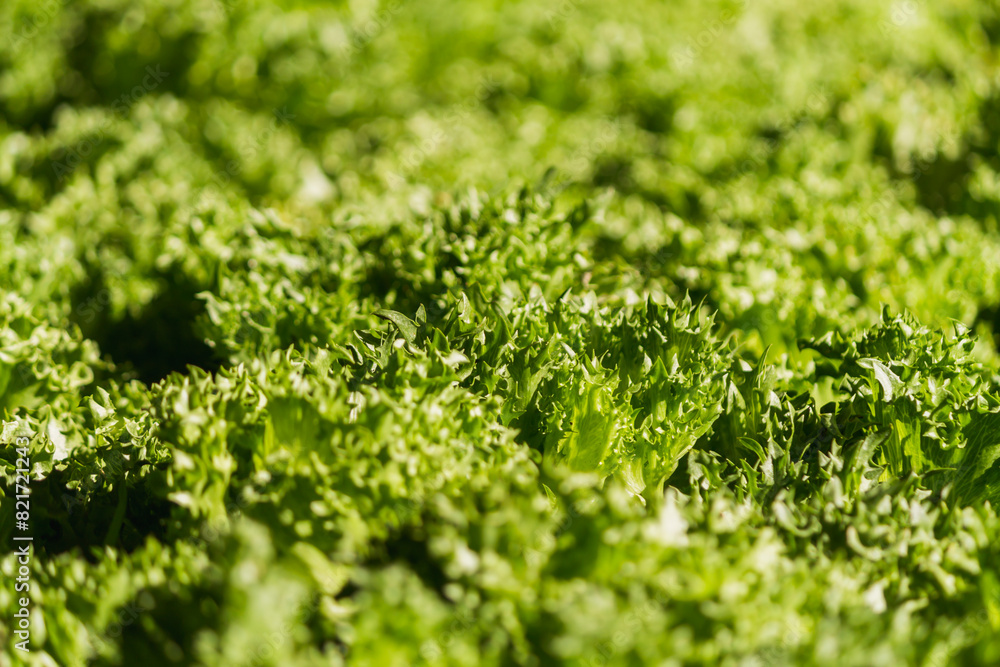 beautifully arranged background of leaves is natural pattern of leaves that occurs by itself and background images of leaves are also commonly used for adding text onto empty space of the background beautifully arranged background of leaves is natural pattern of leaves that occurs by itself and background images of leaves are also commonly used for adding text onto empty space of the background
